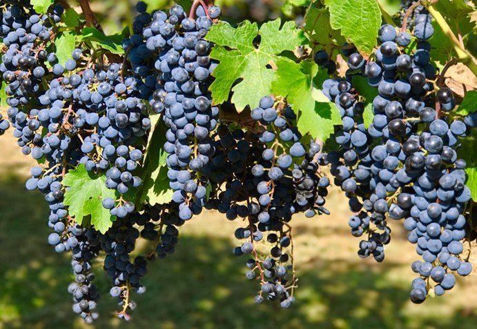 Wine Club 101: Vitis Vinifera - Paw Paw