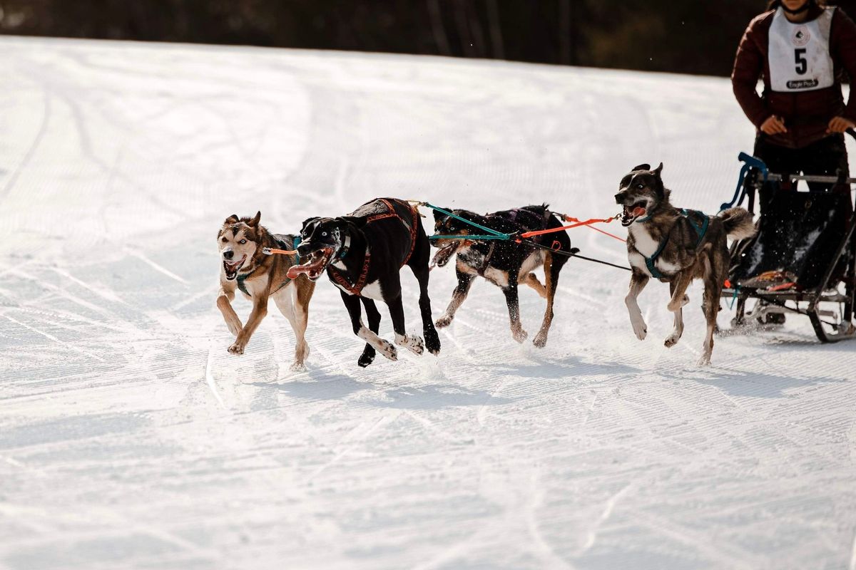 Maine State Championship Sled Dog Race