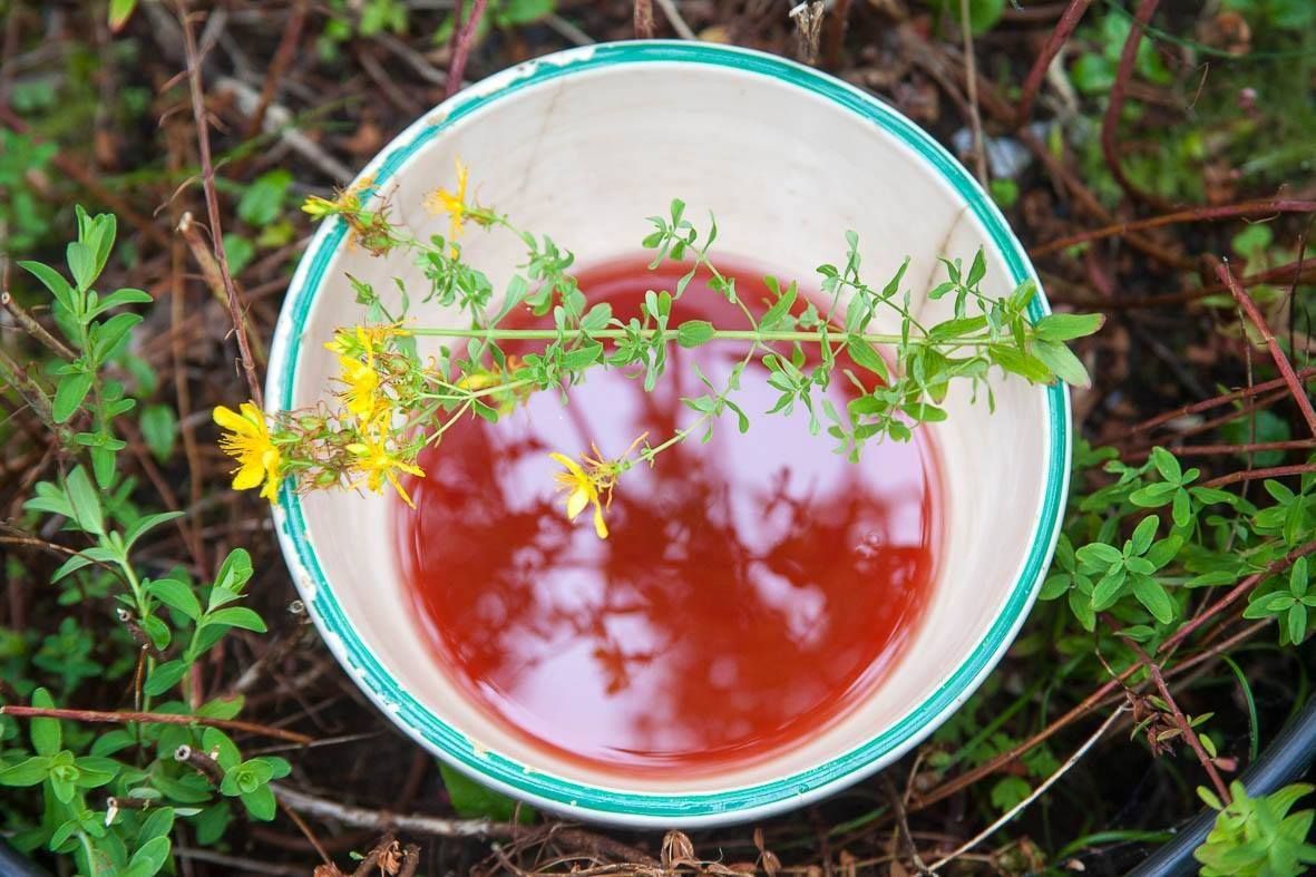 Midsummer Wild Medicine - Herbal first aid, creams and salves
