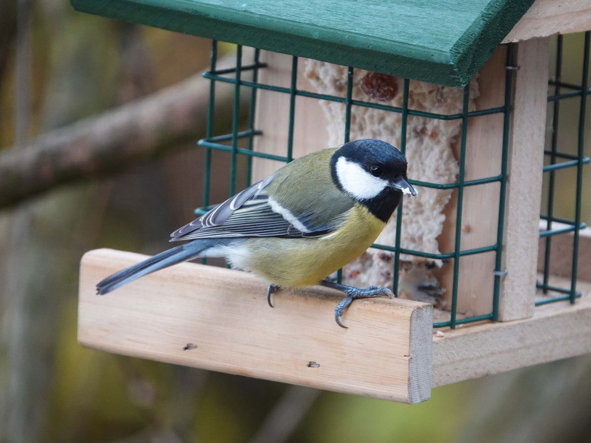 Wintervogelz\u00e4hlung in Warmbad