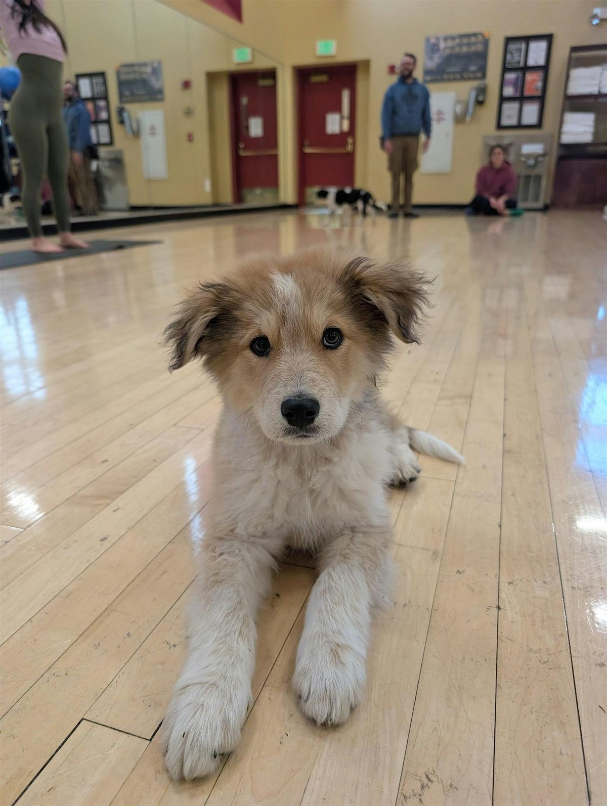 Rescue Puppy Yoga - The Athletic Club