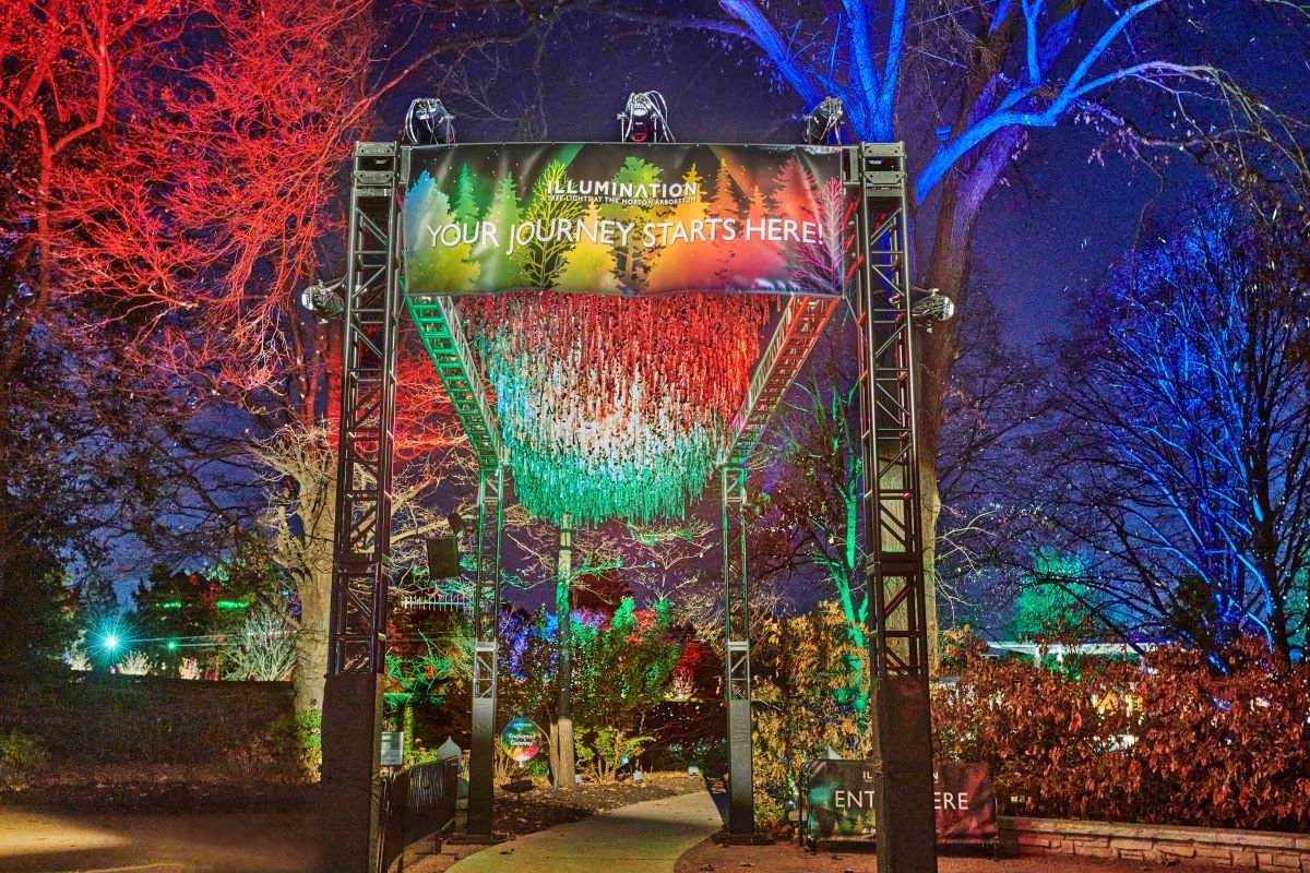 Illumination: Tree Lights at The Morton Arboretum