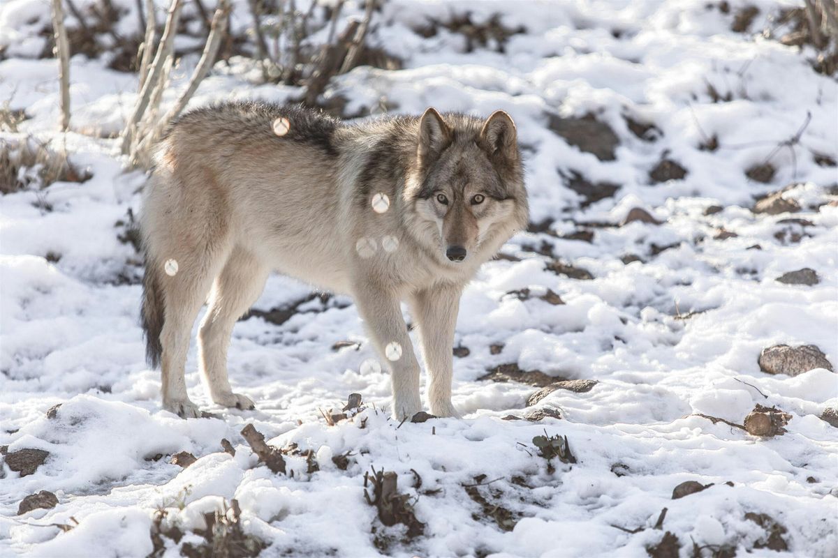 Paws and Presents Holiday Market