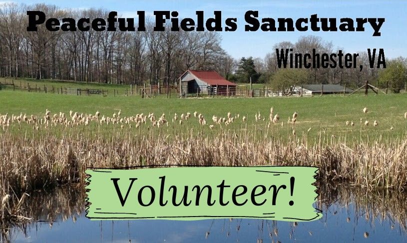 Nov Volunteer Day at Peaceful Fields Sanctuary