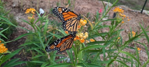 GETTING YOUR NATIVE GARDEN READY FOR SPRING