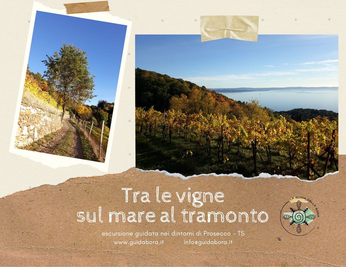 Tra i vigneti sul mare al tramonto