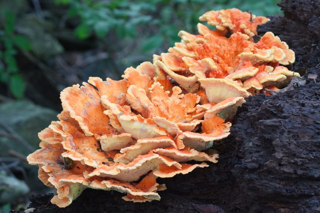 Wild Mushrooms 101 Workshop in High Park