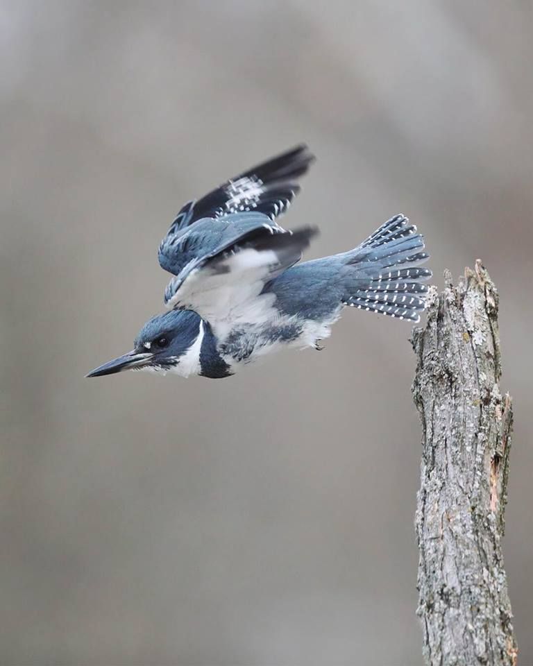 Harford Glen Bird Walk