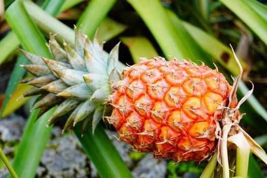 発酵エキス教室無農薬パイナップル Pinhakkou教室ステラ Toyohashi 8 August 21 発酵エキス教室無農薬パイナップル Pinhakkou教室ステラ Toyohashi 8 August 21