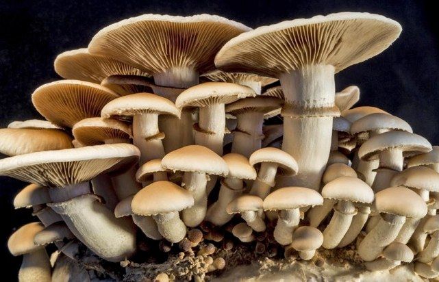 MUSHROOM MADNESS - All About Mushrooms