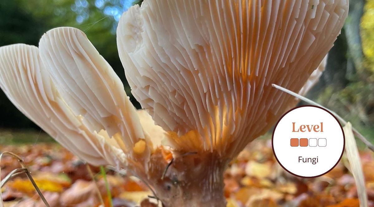 Autumn Fungi: An Introduction