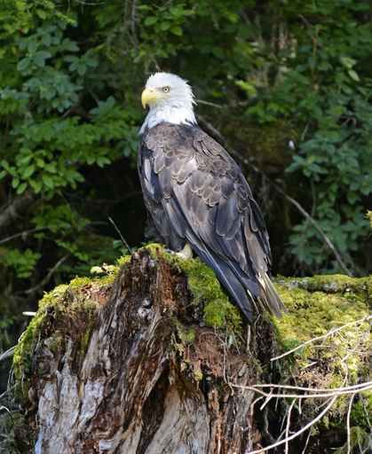 Bird Evolution & Bald Eagle Nesting