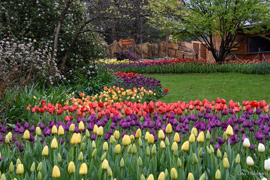 Zoo Blooms presented by Delta Dental 