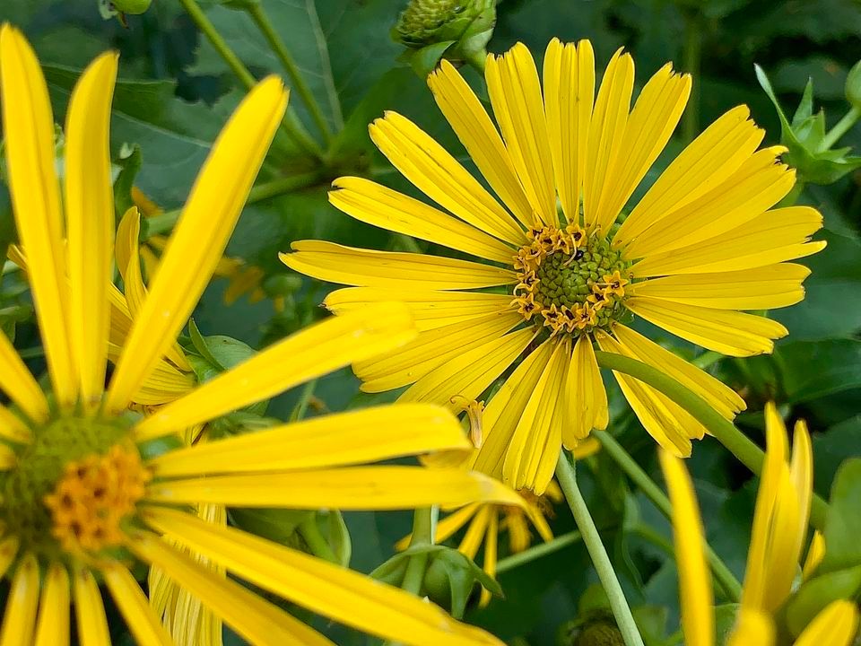 Digging Deeper with Native Plants: Whats in a Name? [Virtual Program ...