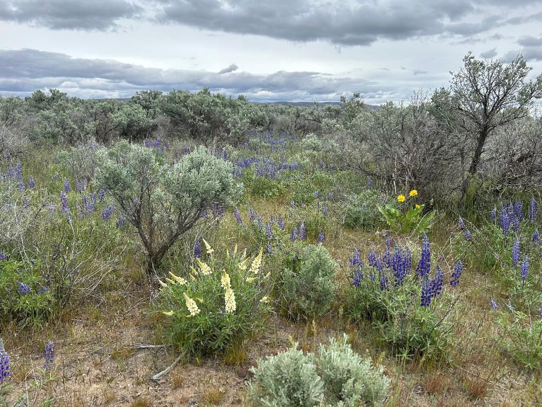 Audubon WA Bird Conservation Plans: Shrub-steppe Conservation in Eastern WA 