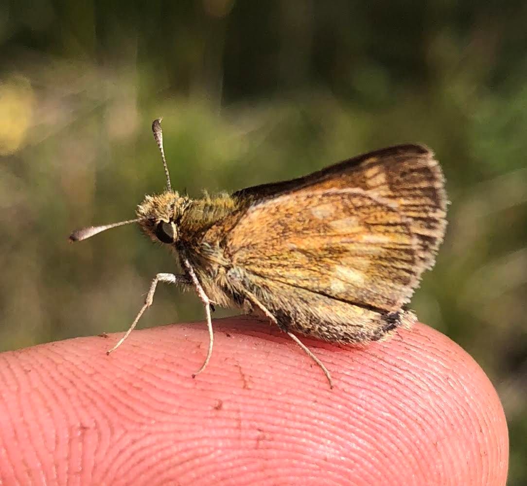 Seed Collection Day for the Rare Mardon Skipper Butterfly