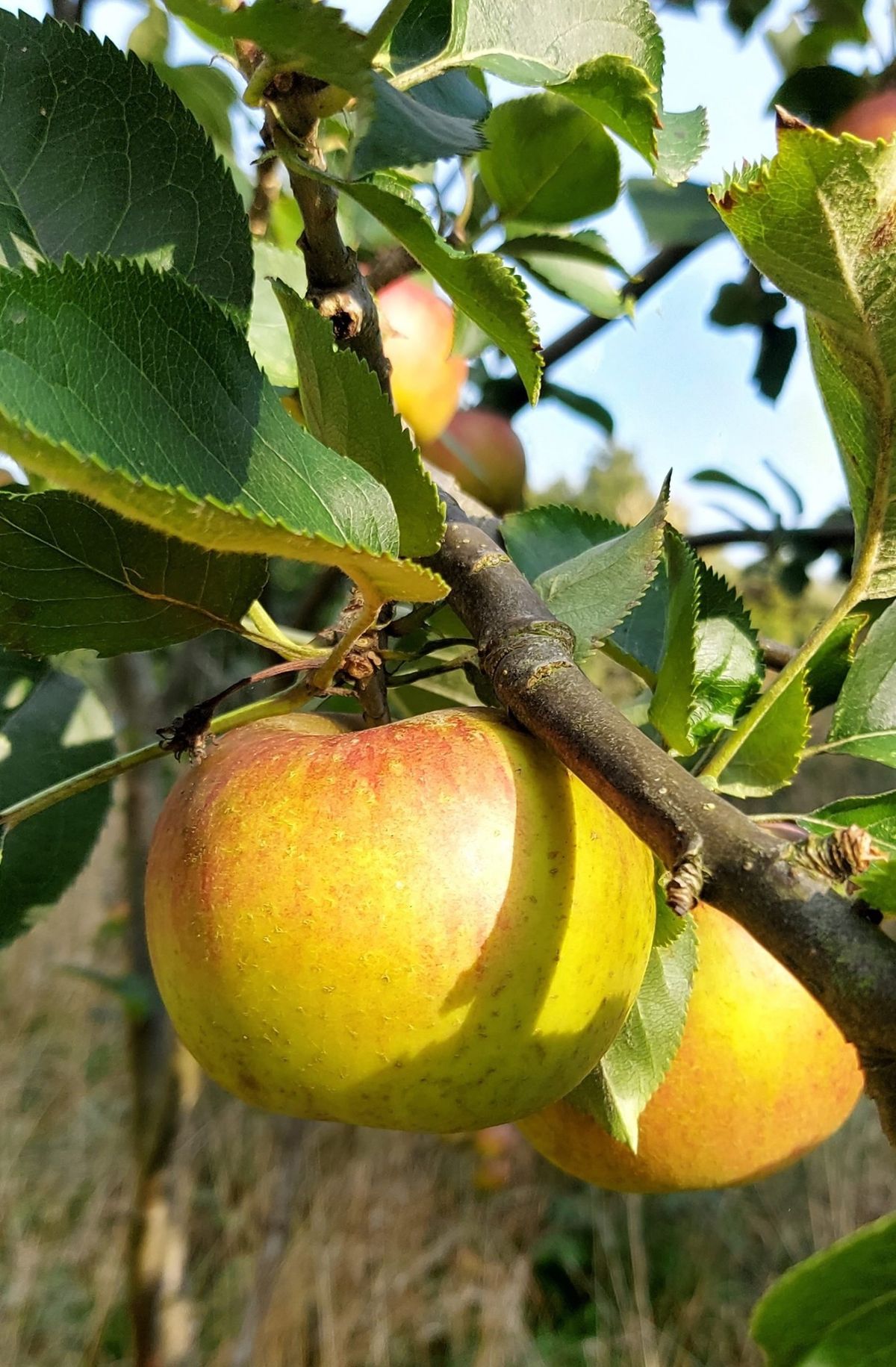 Orchard Management Day