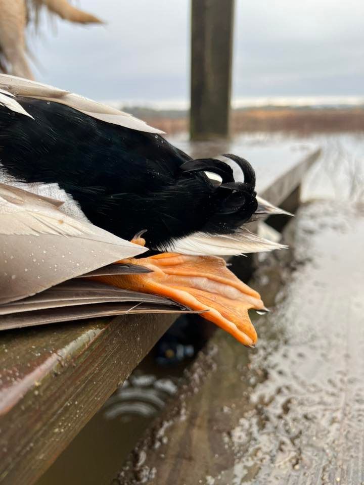 Low Country Chapter Conservation Banquet 