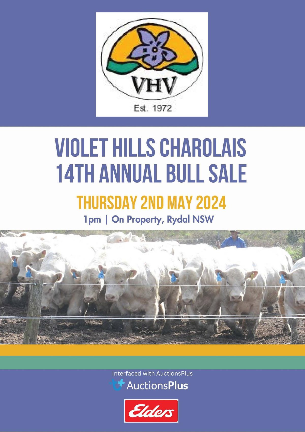 Violet Hills Charolais 14th Annual Bull Sale