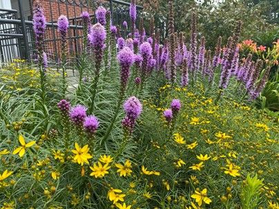 Planting for Seasonal Interest Using Native Plants with Drew Asbury hosted by the Takoma Hort Club