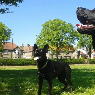 Doggy Adventures Ltd