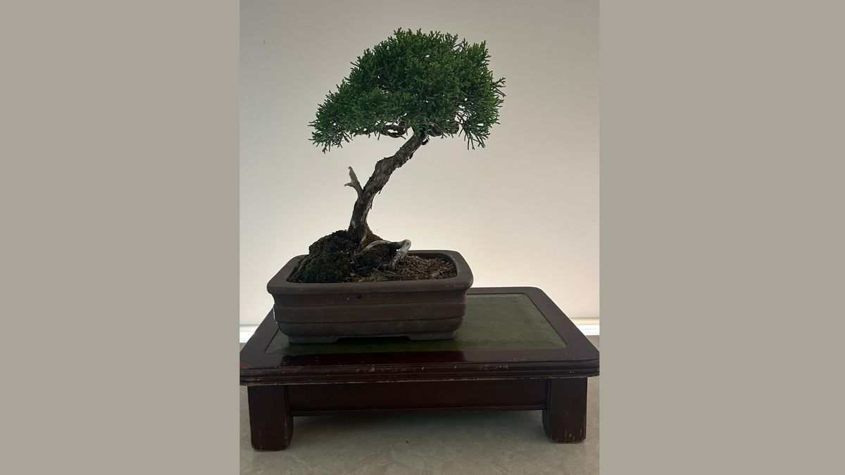 Introduction to Bonsai