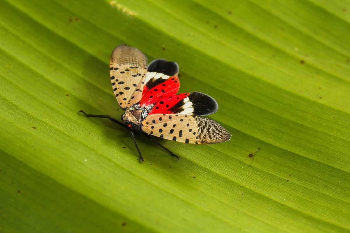 Invasive Species in the Landscape | Speaker Series at the Botanical Gardens