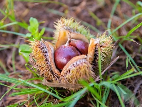 Chestnuts: How to Grow, Harvest, and Eat by Chestnut Hill Nursery 