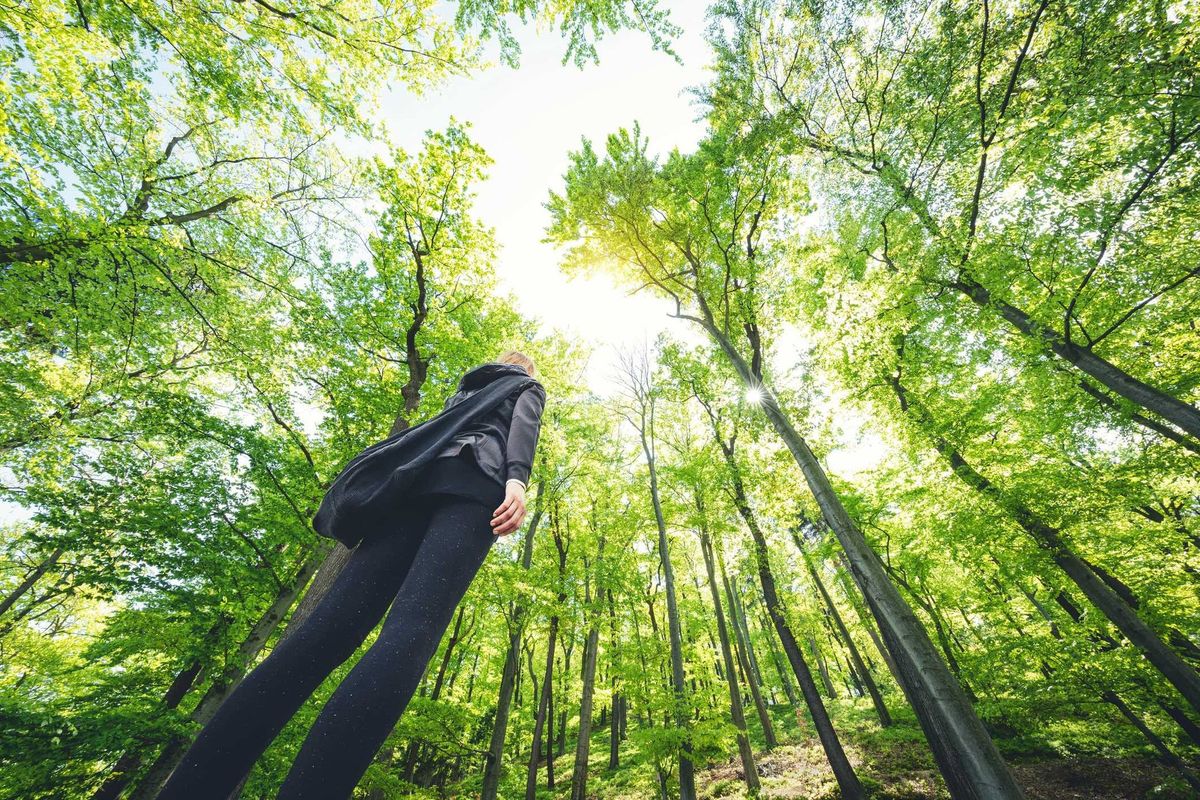 Forest Bathing Walk at Eurobodalla Botanic Garden