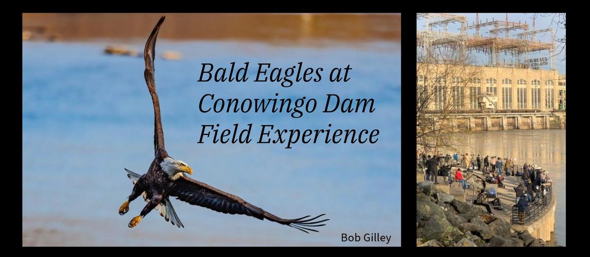 Bald Eagles at Conowingo Dam Field Experience