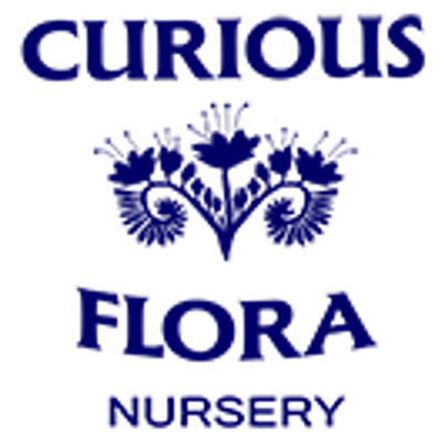 Curious Flora Nursery
