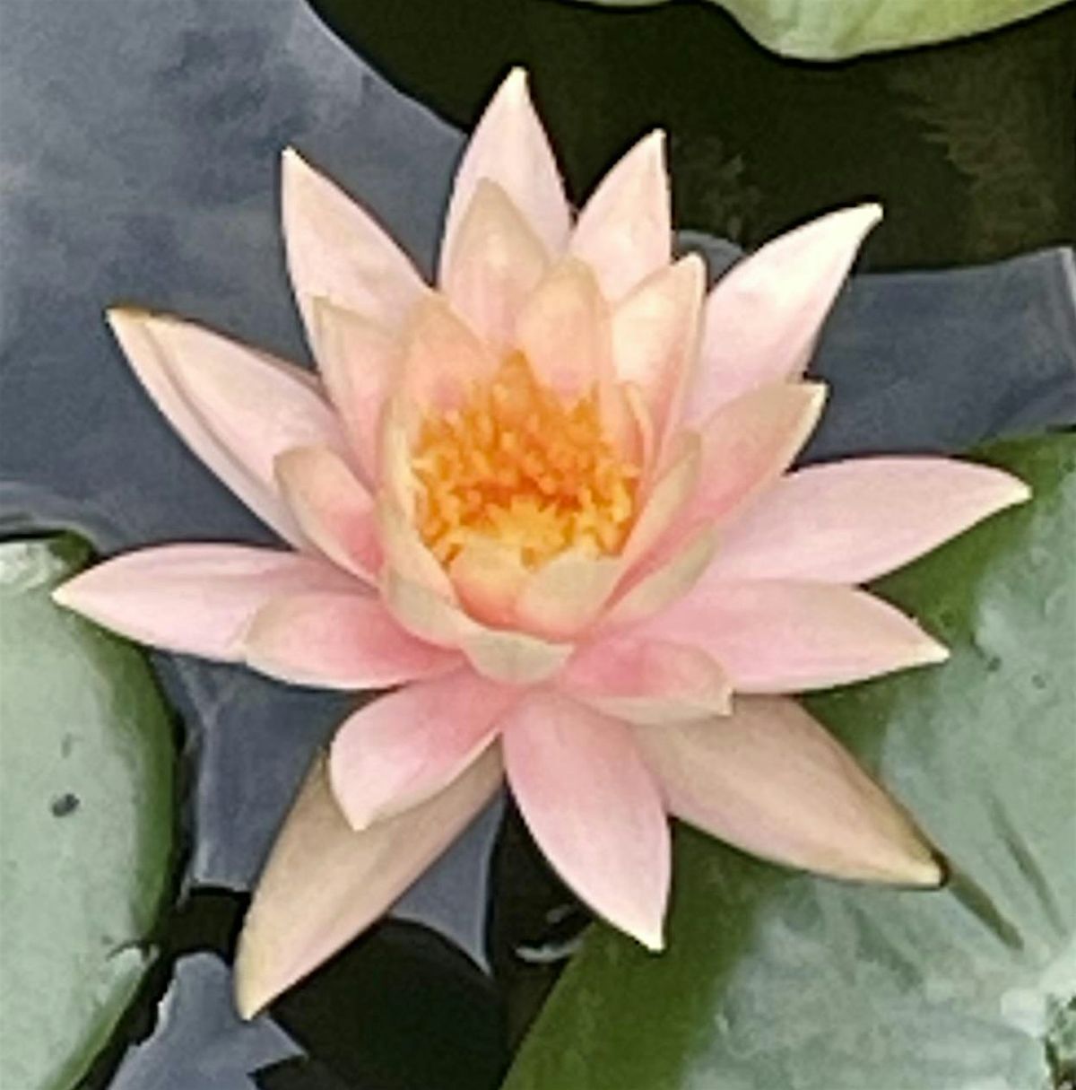 Monthly Meditation & Community Night