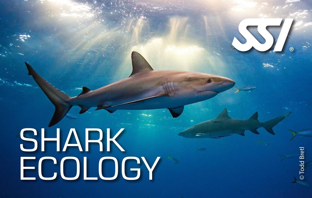 Shark Ecology Certification 