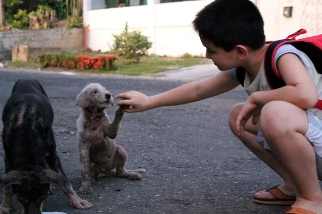 Help Us Feed Stray Cats & Dogs!