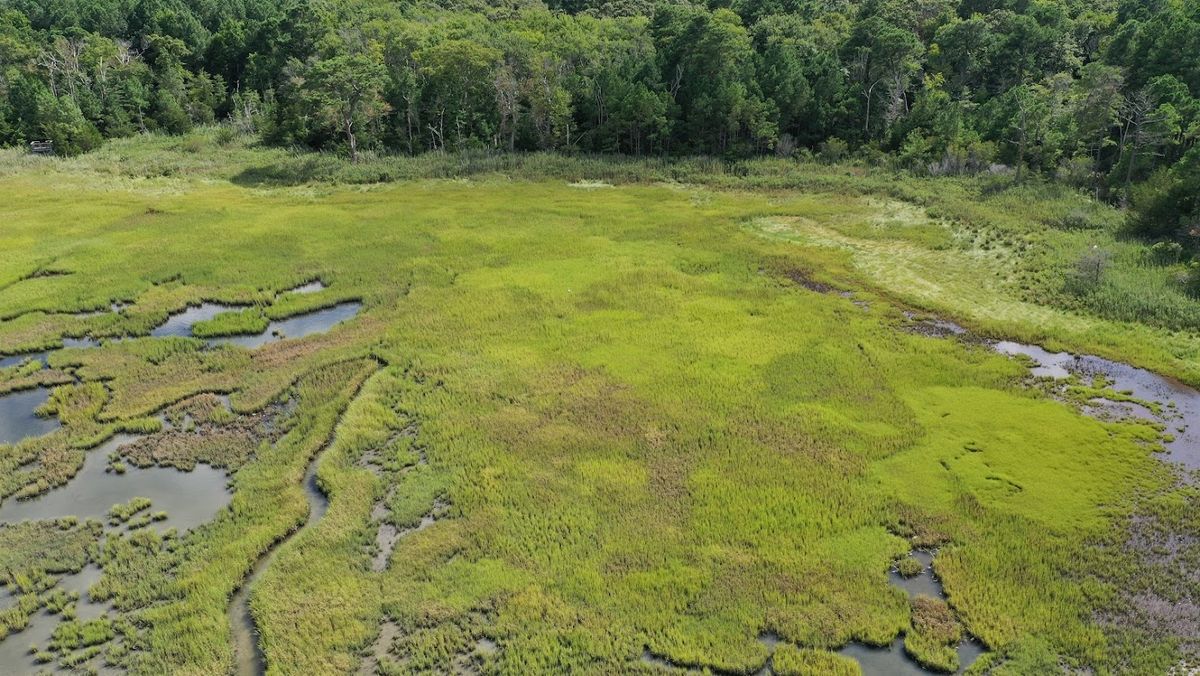 Explore an Estuary