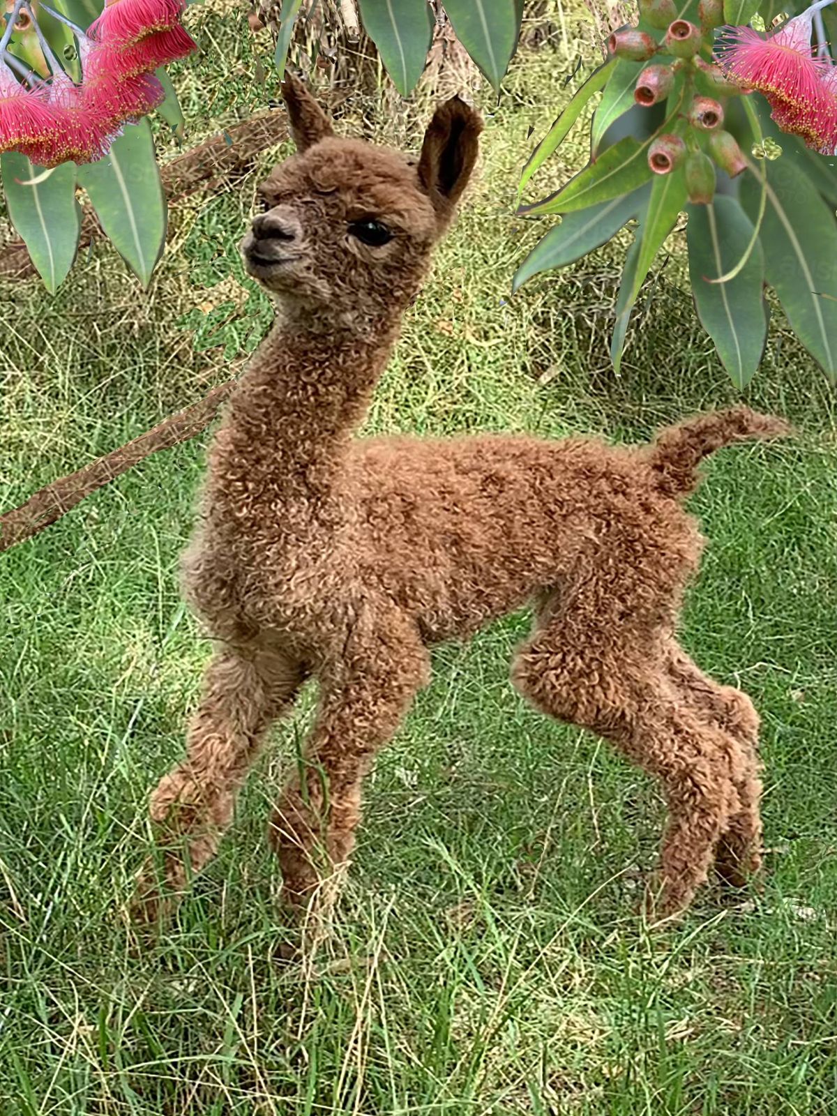 Paint with Alpacas