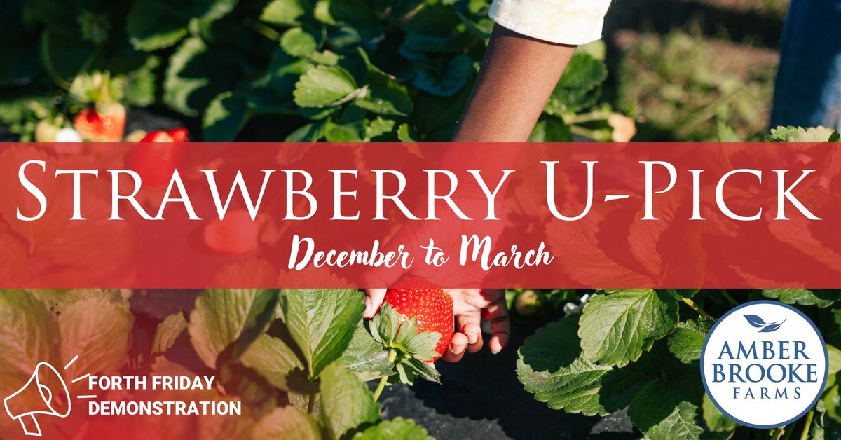 Strawberry U-Pick | Demo