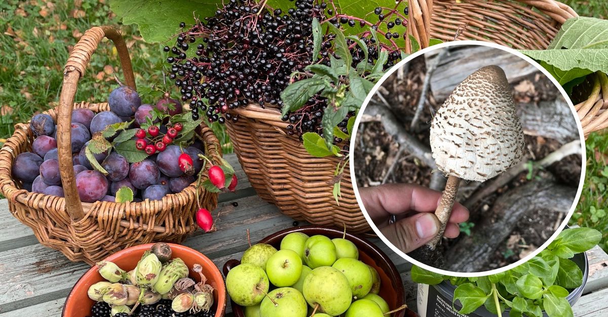 Autumn Foraging Walk