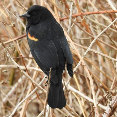Lower Coquitlam River Nature Association.