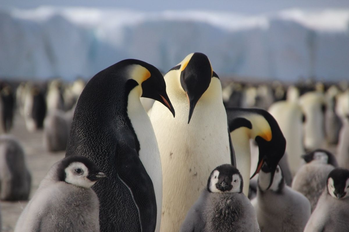 Heather Lynch: Penguins of Antarctica