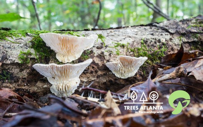 Field Trip: Mushroom Walk and Talk at Lake Charlotte with Mushroom Club of Georgia