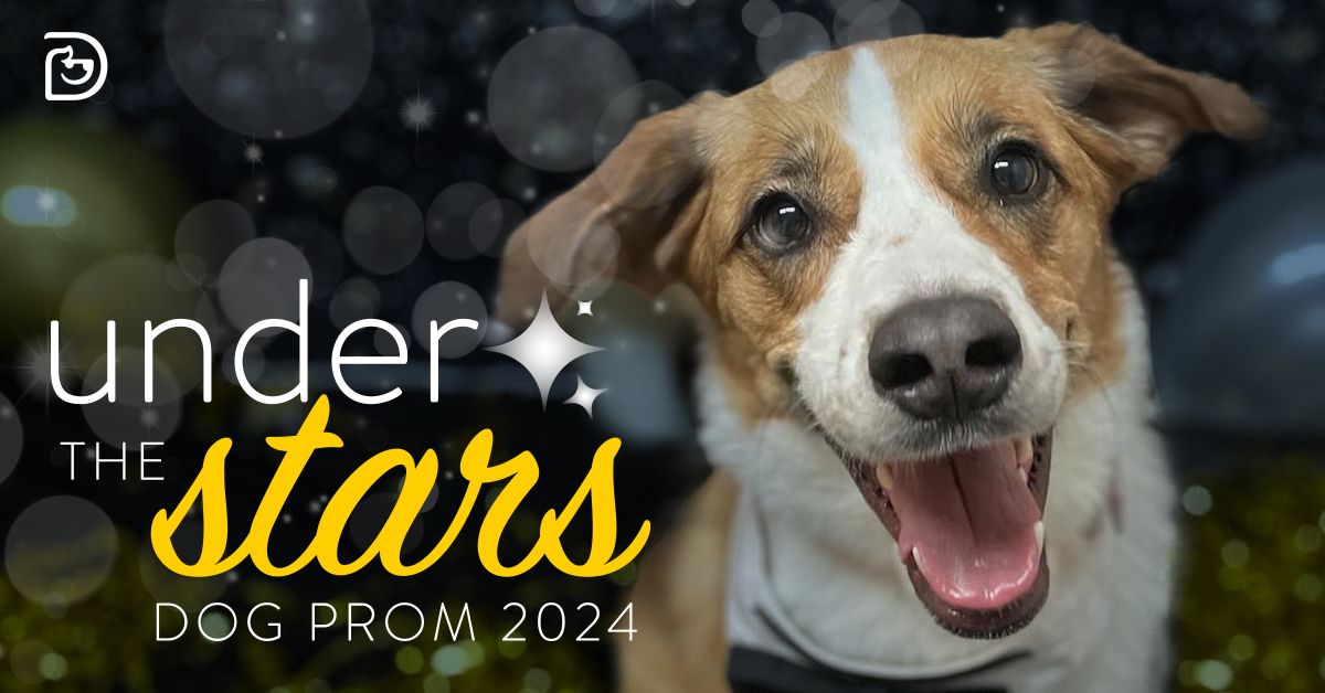 Dog Prom: Under The Stars