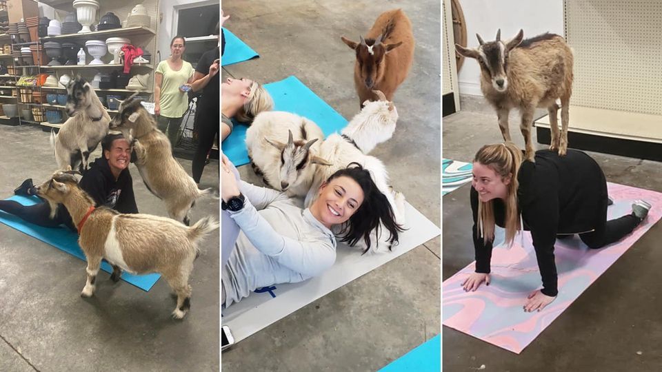 Goat Yoga