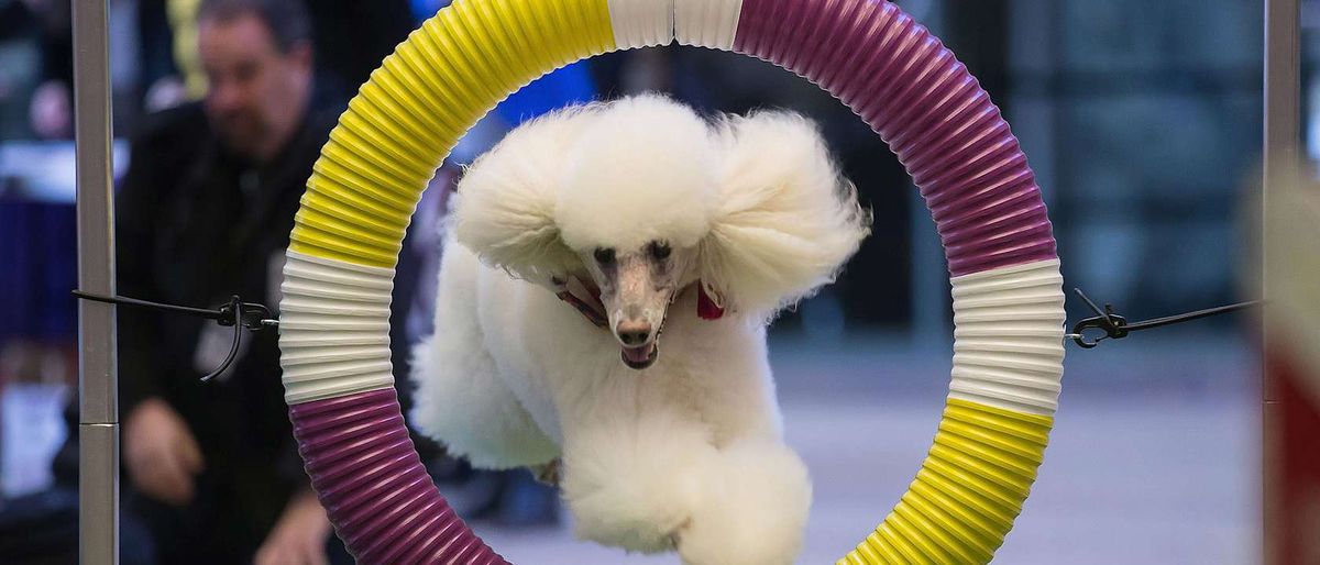 Westminster Kennel Club Dog Show - 2 Day Pass