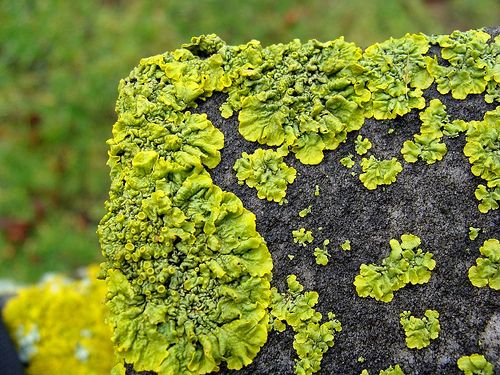 Cemetery Lichens