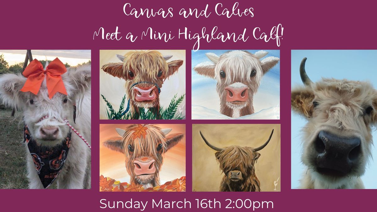 CANVAS AND CALVES - MEET A MINI HIGHLAND CALF!