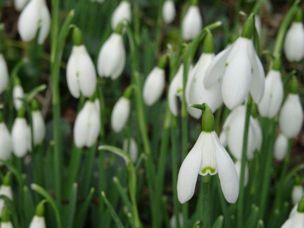 Signs of Spring | Guided Forest Bathing Walk + Hot Vegan Cacao Shot