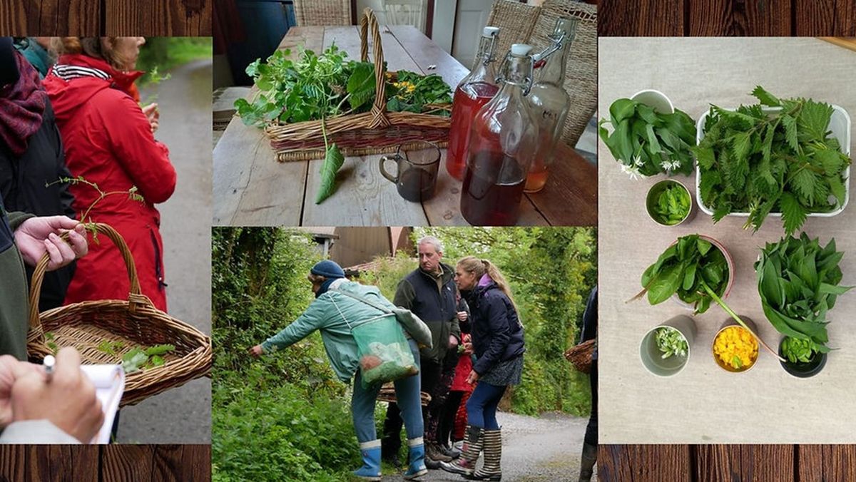 Tree Foraging & Tree Week Celebration Walk & Talk with Olwyn