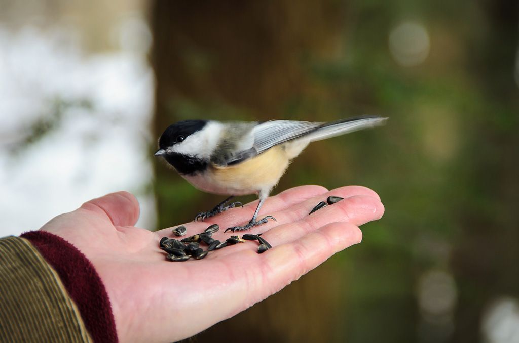 Build a Birdfeeder