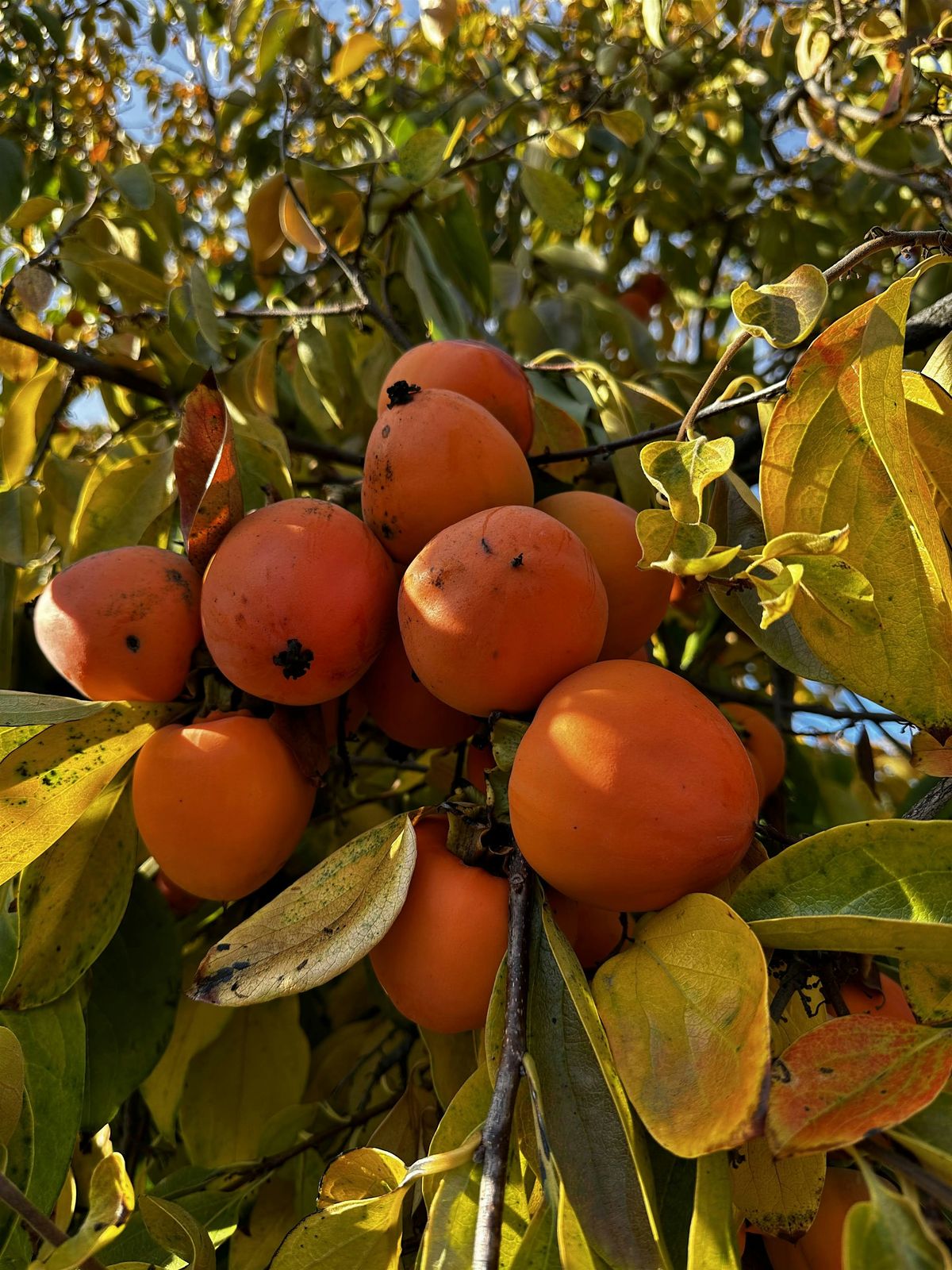 Contra Costa Fruit Rescue - Crow Canyon Gardens San Ramon